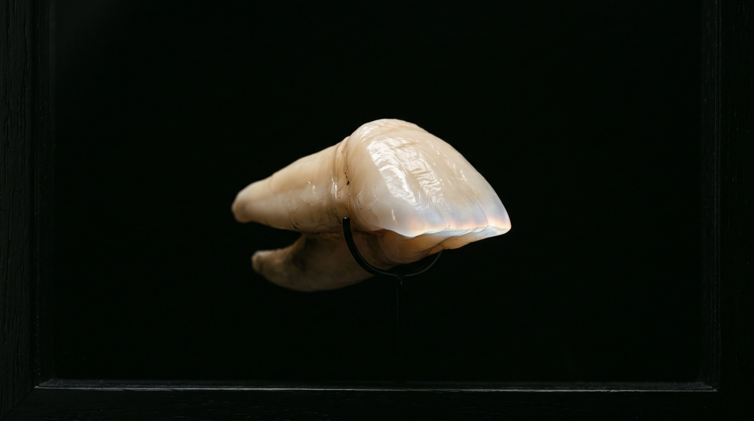 A single anterior tooth isolated against a black background, its incisal edge glowing with translucent light