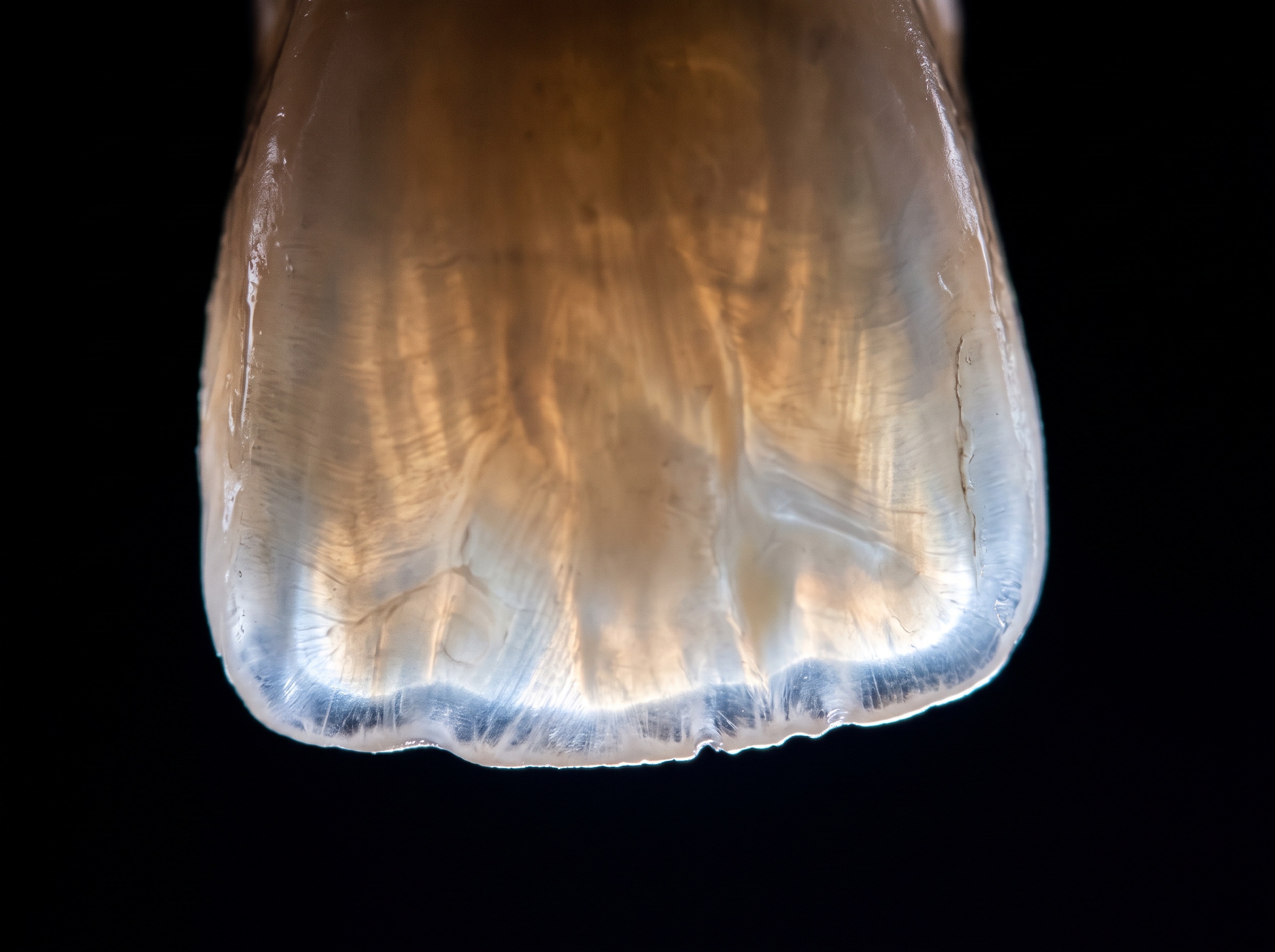The translucent incisal third of a tooth glowing against a dark background, showing subsurface light scatter